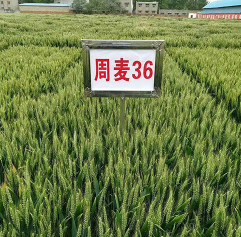 周麦36